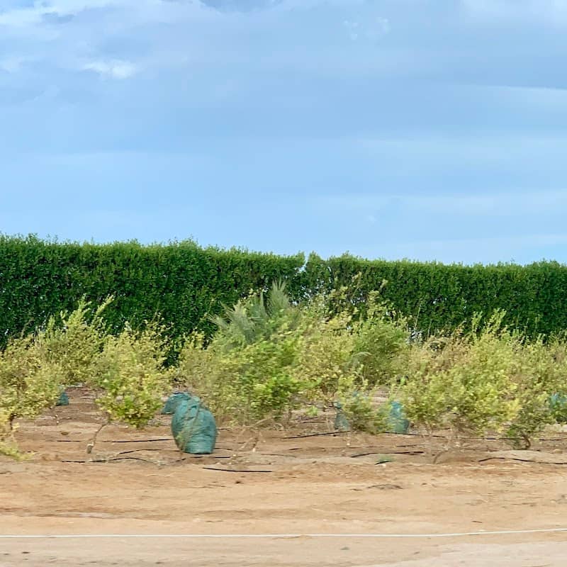 Citrus Field - Image 1