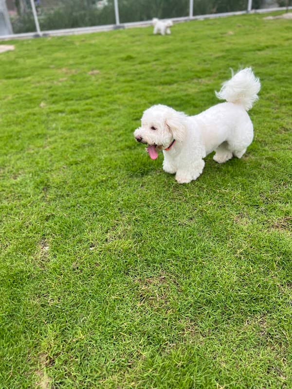 DOG CAMP - Image 1