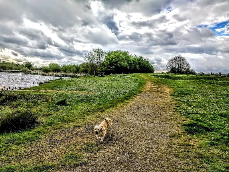 Doxey Marshes - Image 2