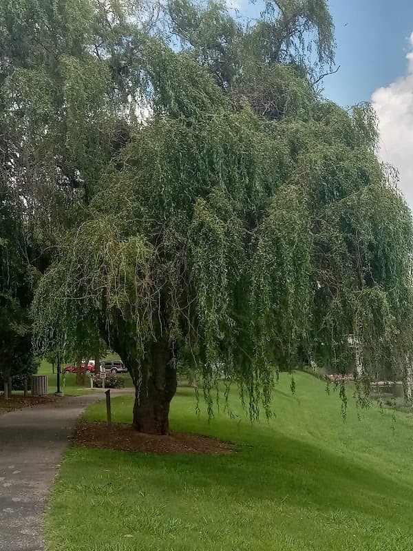 Burchfiel Grove and Arboretum - Image 1