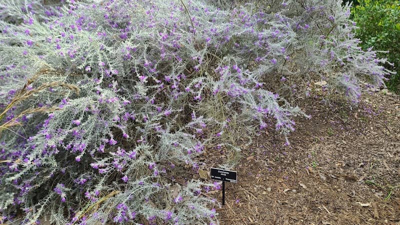 The Huntington Australian Garden - Image 3