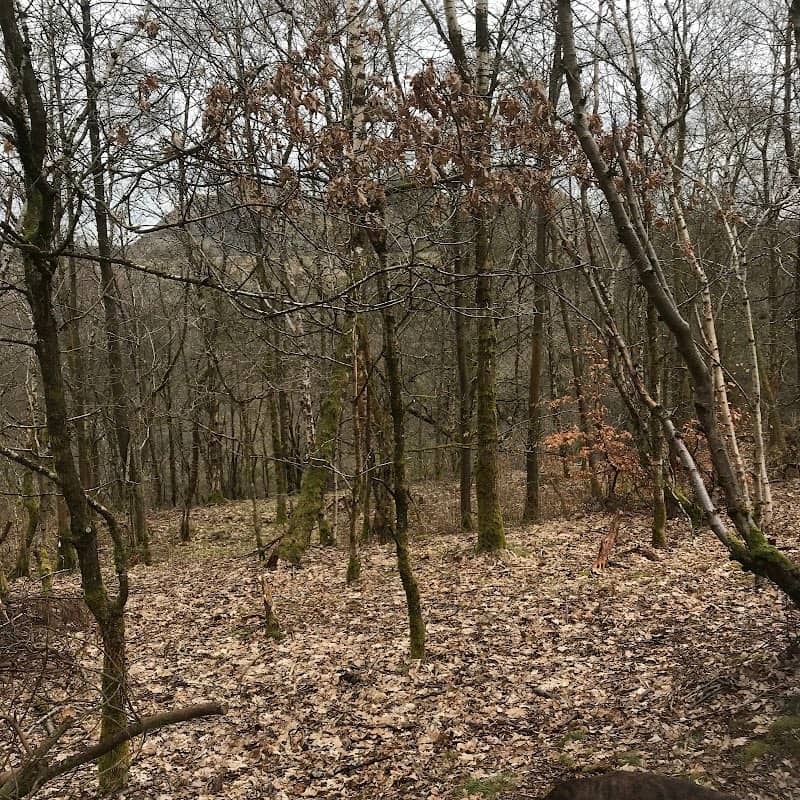 Addiewell Bing Nature Reserve - Image 3