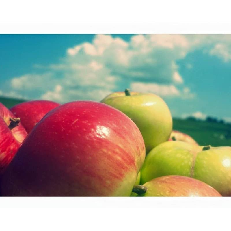 Ditmars Orchard & Vineyard - Image 1