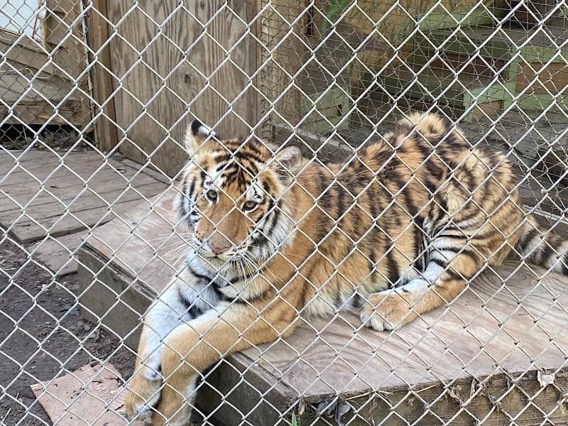 Tiger World - Image 1