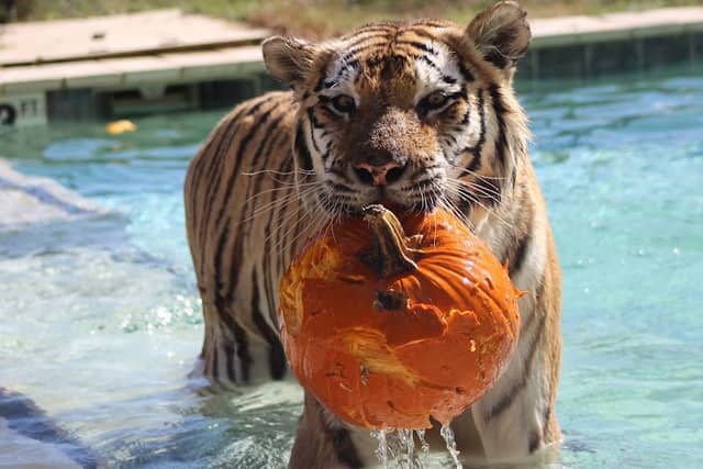 Tiger World - Image 2