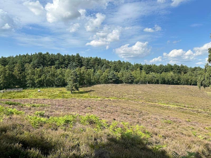 Dersingham Bog - Image 1