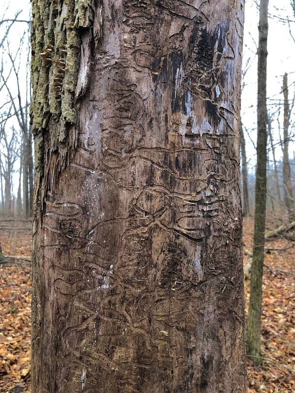Olympia State Forest - Image 1