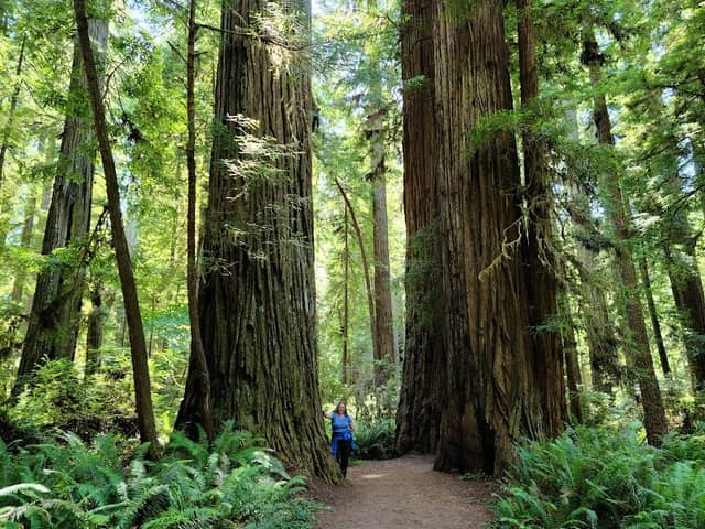 Redwood National and State Parks - Image 3