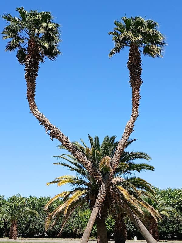CROSS PALMS - Image 2