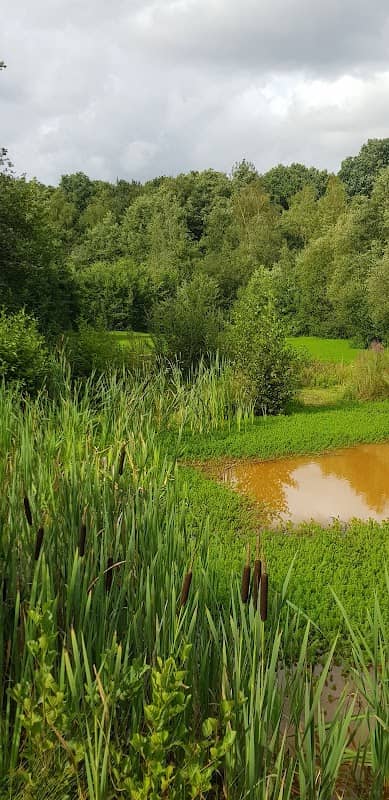 Maidenbower Pond - Image 2