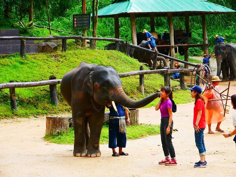 Mae Sa Elephant Camp - Image 1