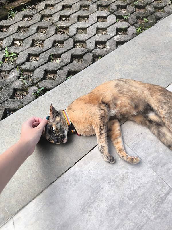 Sanur Ocean View Cat - Image 1