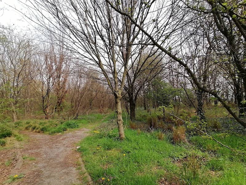 Bosco del Ginestrino - Carugate - Image 2