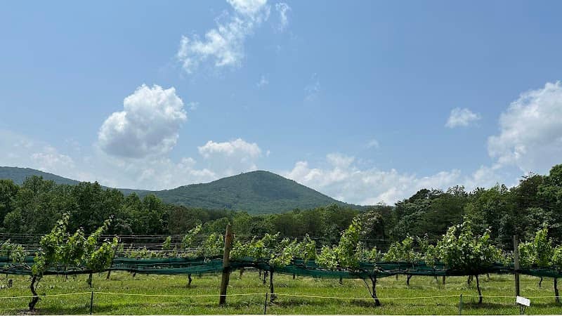 Sharp Mountain Vineyards - Image 1