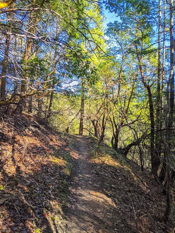 Forest Park - Image 2