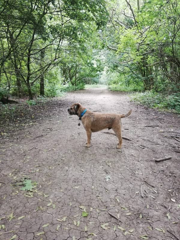 Woody Appeal Park - Image 1