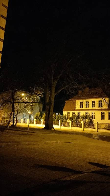 Pomnik przyrody buk zwyczajny - Image 1