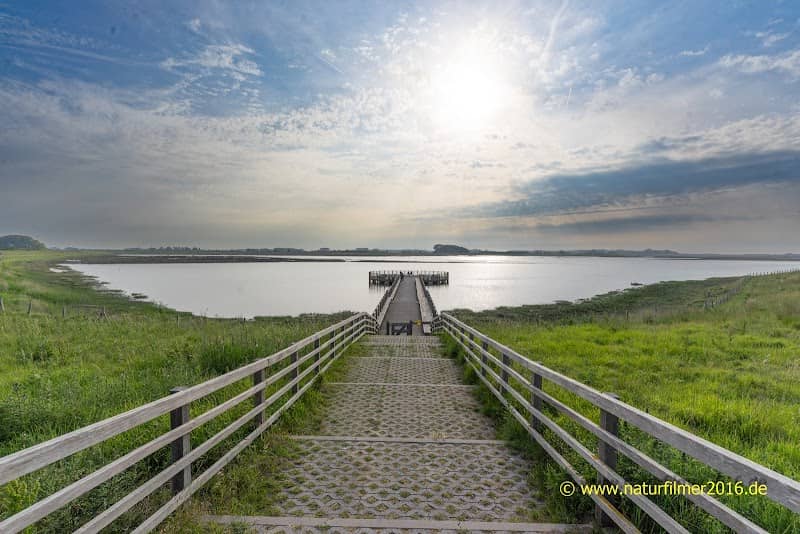 Het zwin uitzichtplatform - Image 1
