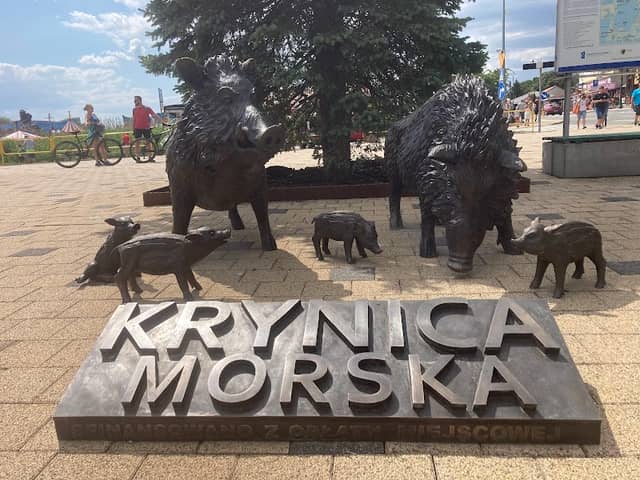 Stadko dzików w centrum miasta - Image 1