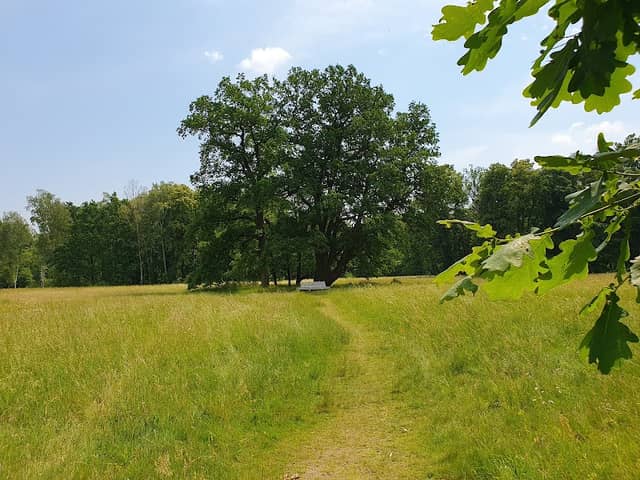 Dąb Talleyranda - Image 1
