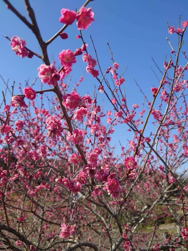 Tsuyamashi Kojiro Umenosato Park - Image 2