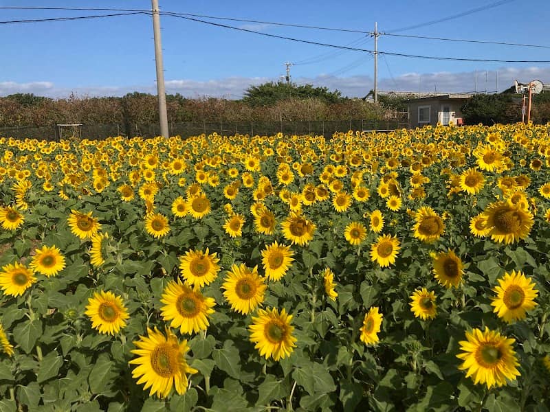 伊計島のひまわり畑 - Image 1