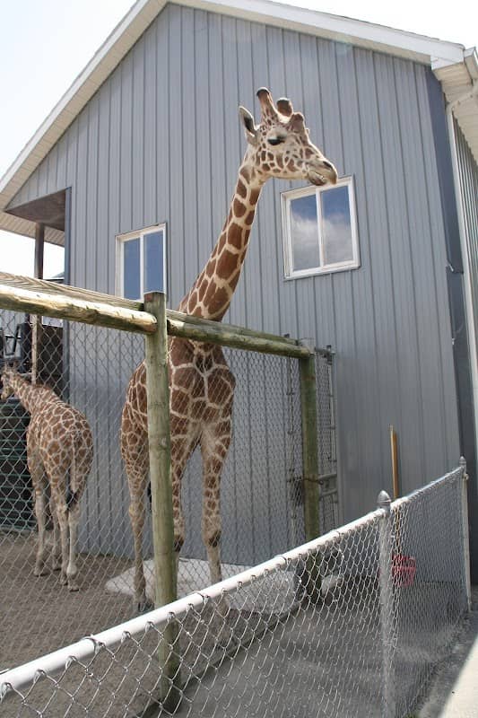Adirondack Animal Land - Image 1