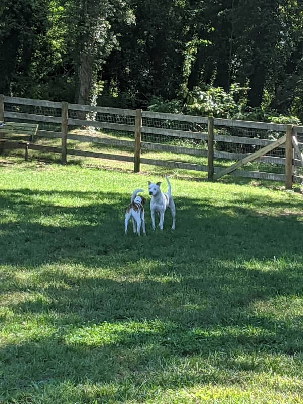 Warrenton Dog Park - Image 1
