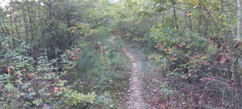 Sheltowee Trace Trail #100 Section 24 Hawk Creek - Image 2