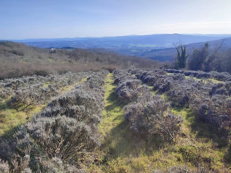 Campo di Lavanda - Image 1