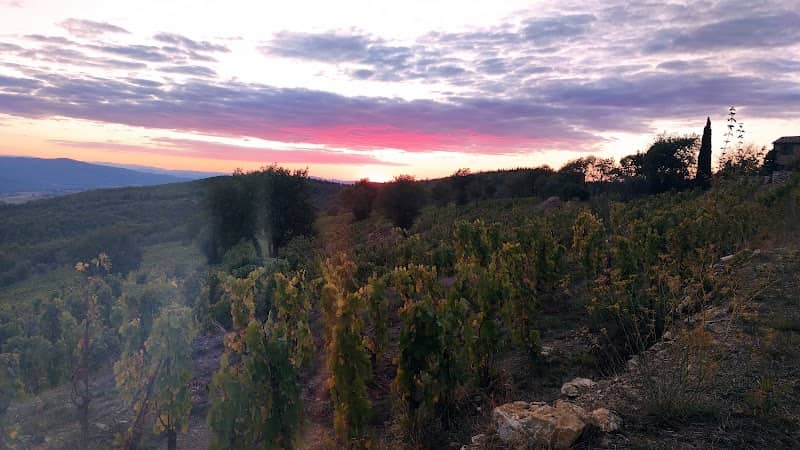 Campo di Lavanda - Image 2