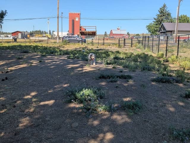 Cheney Dog Park - Image 2