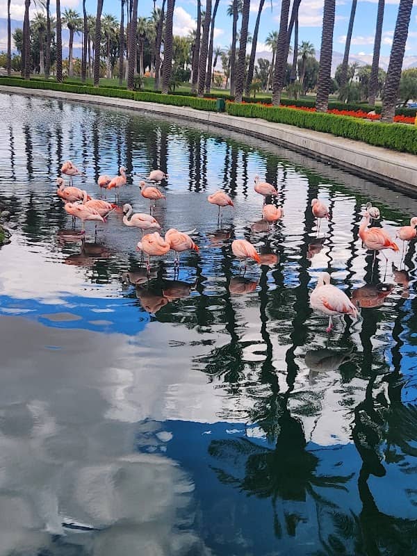 Flamingo Sighting - Image 1