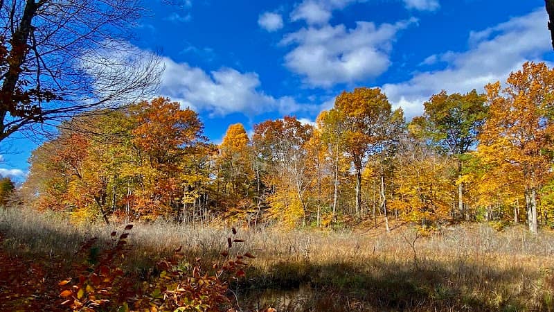 Macyville Woods Nature Preserve - Image 1