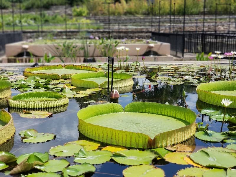 International Waterlily Collection - Image 1
