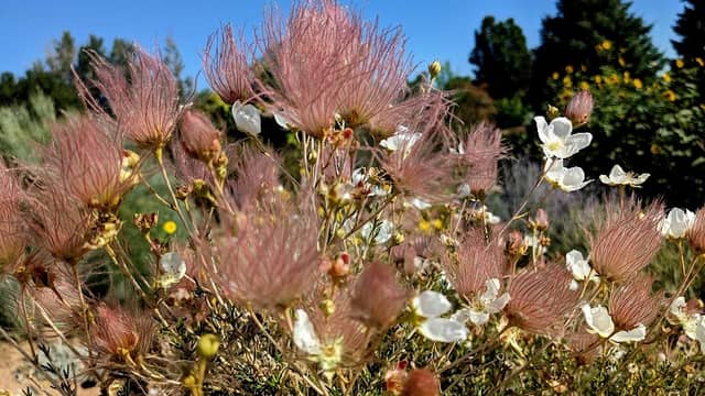Treasure Island Demonstration Garden - Image 2
