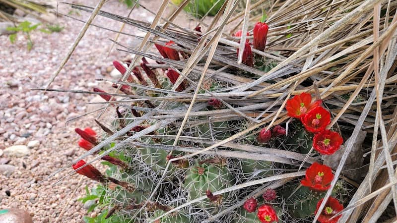 Treasure Island Demonstration Garden - Image 1
