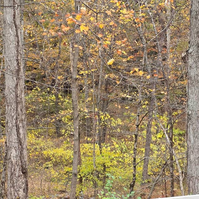 Pine Quarry Park - Image 1