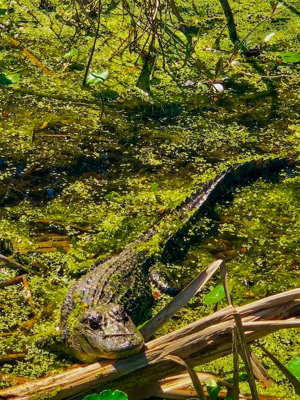 Black Bayou Lake National Wildlife Refuge - Image 1