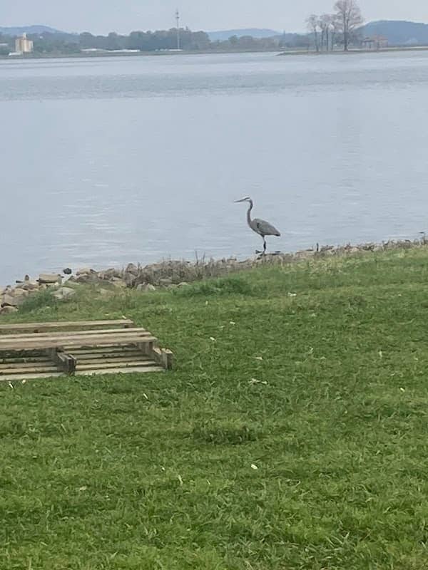 Guntersville Municipal Park - Image 2
