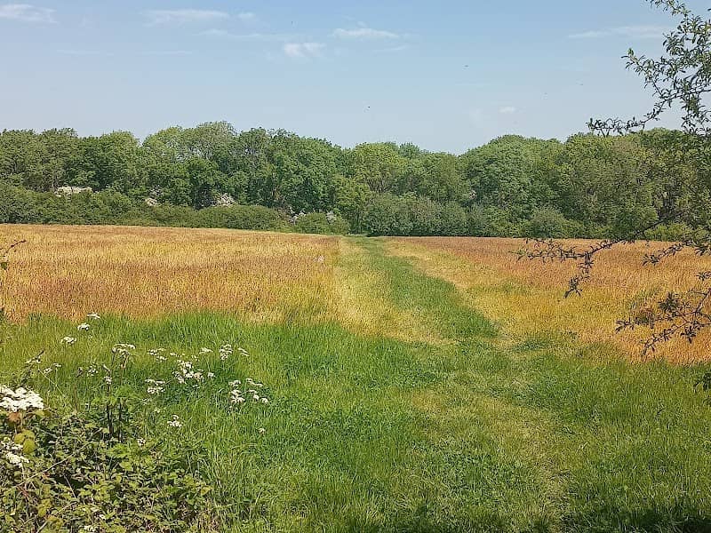 Great Merrible Wood - Image 1