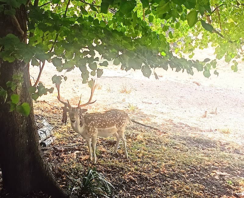 Deer Park - Image 1
