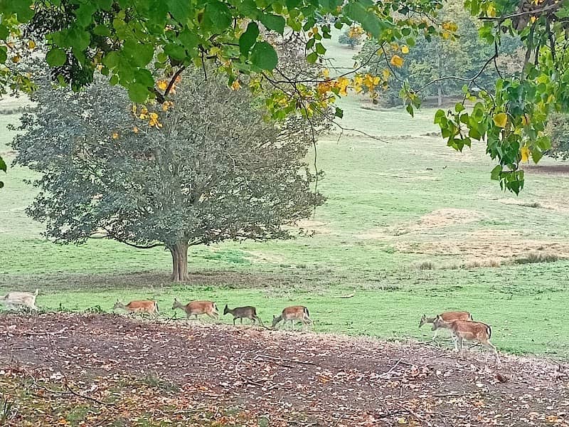 Deer Park - Image 2