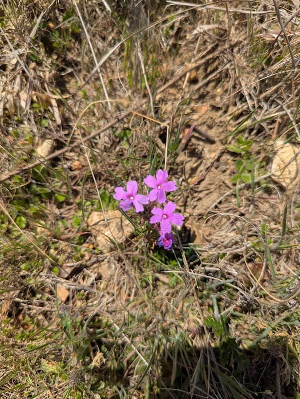 Rinquelin Trail Lake Conservation Area - Image 2
