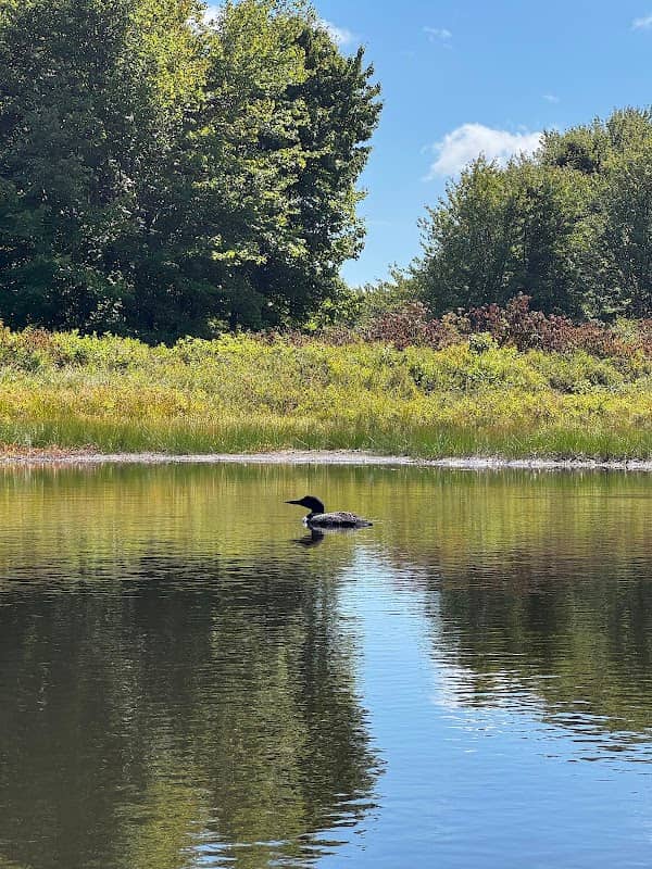 Chesterville Wildlife Management Area - Image 1