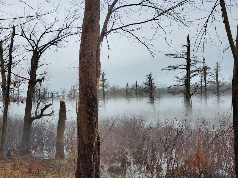 Opilwalacha Cypress Slough - Image 2