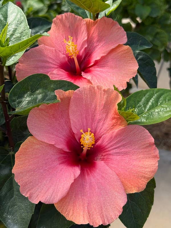 Hibiscus Garden - Image 1