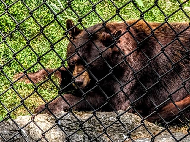 ZooAmerica - Image 2