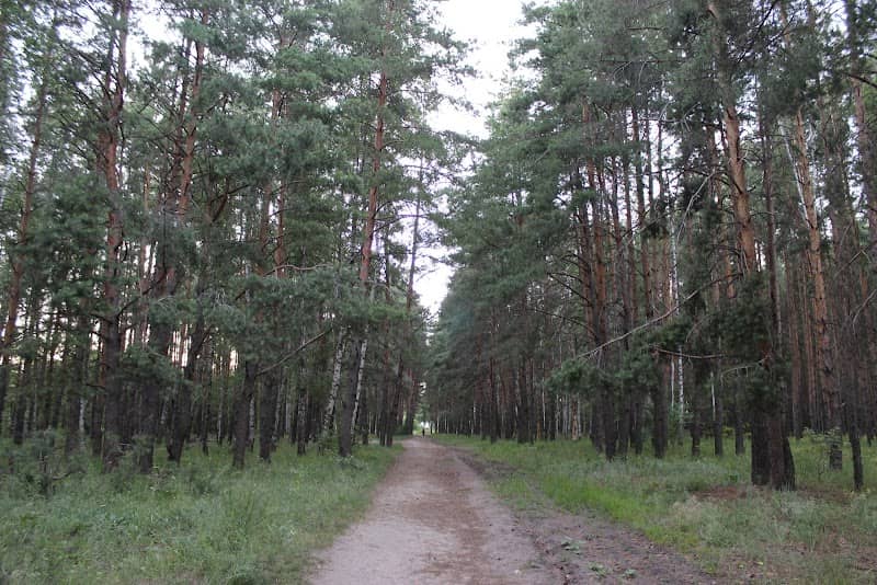 Shilovskiy Sosnovyy Les - Image 1