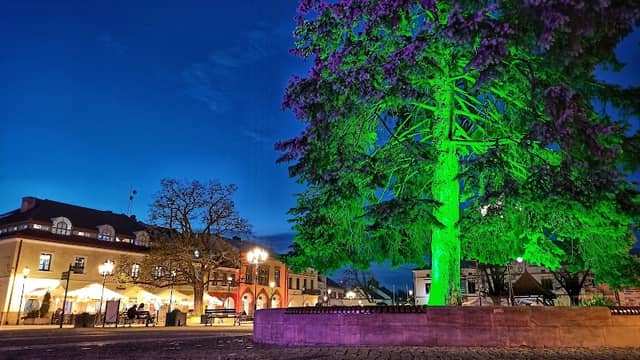 Drzewo w iluminacjach - Image 1